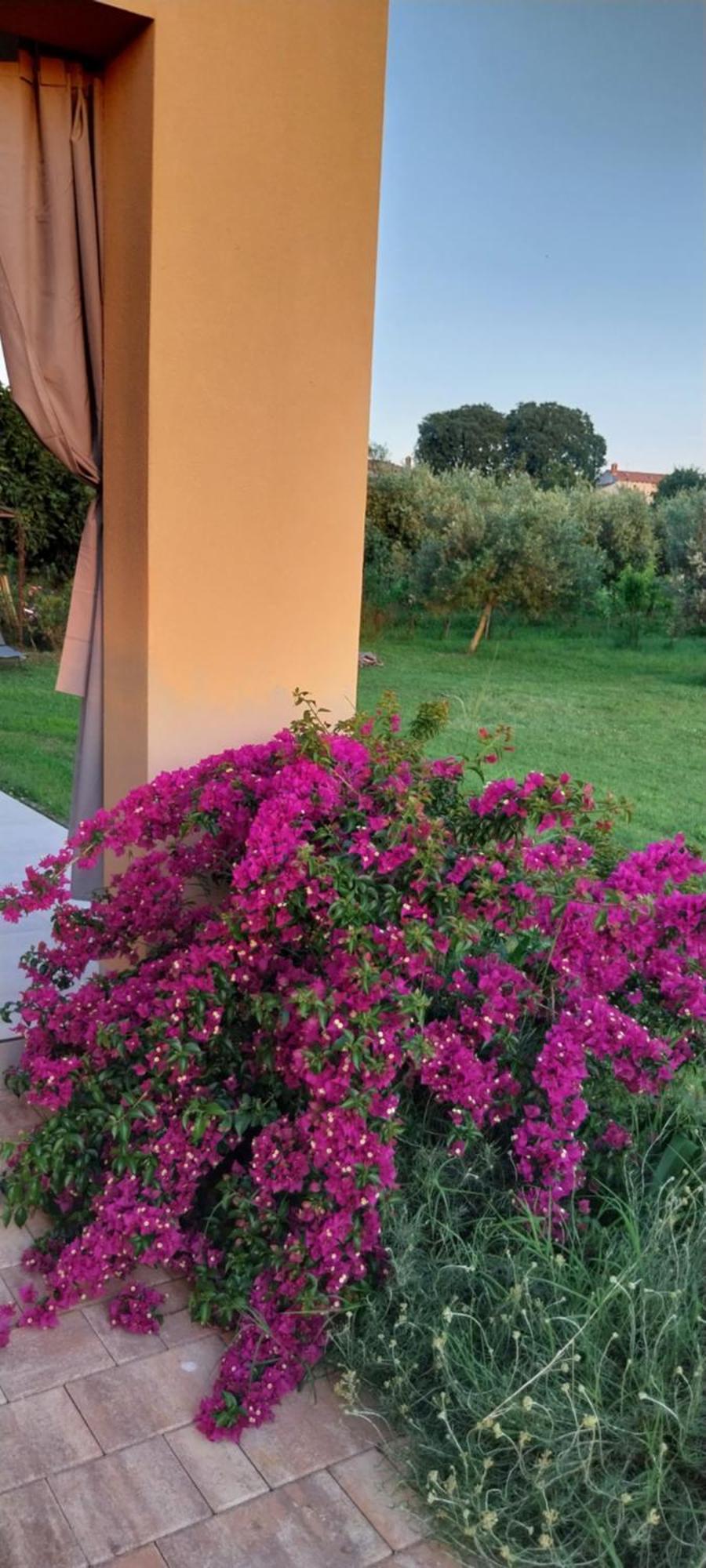 Vila Dubravka - Schoen Und Komfortabel Inmitten Von Olivenbaeumen Und Weinbergen Mit Whirlpool Valtura Exterior photo